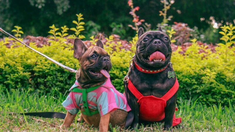 Choosing pet accessories for comfort and safety at home
