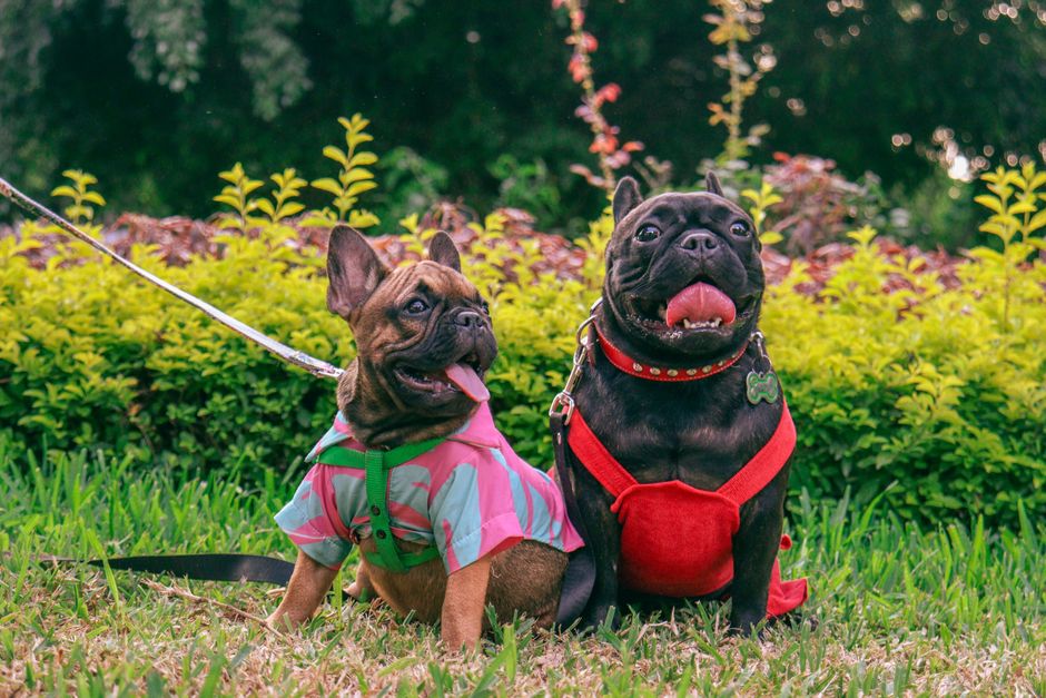 Choosing pet accessories for comfort and safety at home